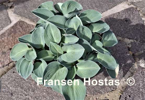 Hosta Blue Mouse Ears