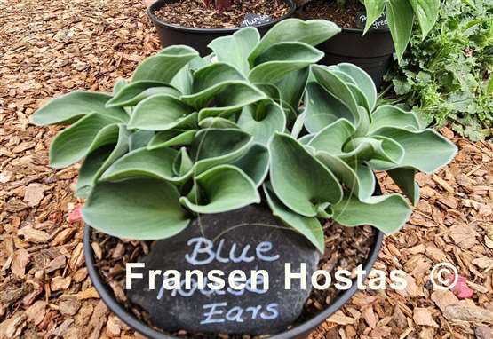 Hosta Blue Mouse Ears