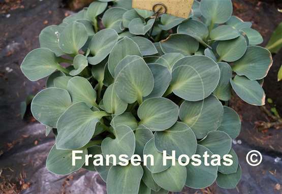 Hosta Blue Mouse Ears