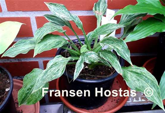 Hosta Blue Phog