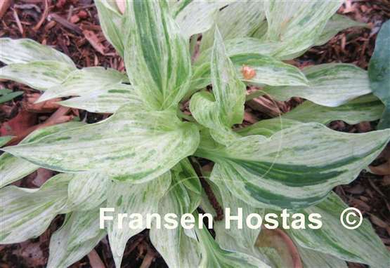 Hosta Blue Phog