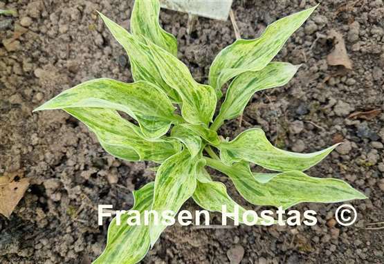 Hosta Blue Phog