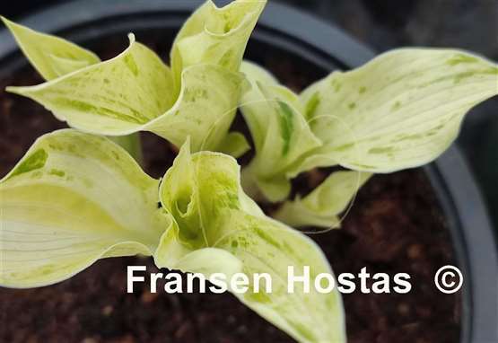 Hosta Blue Phog
