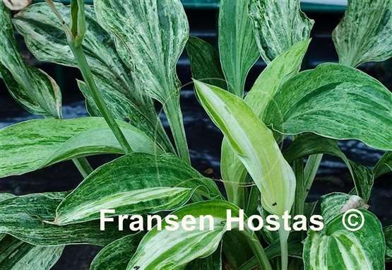 Hosta Blue Phog