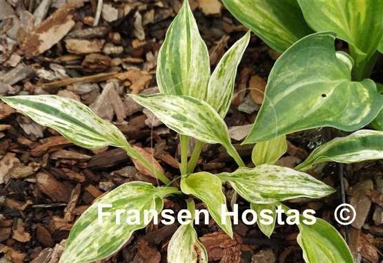 Hosta Blue Phog