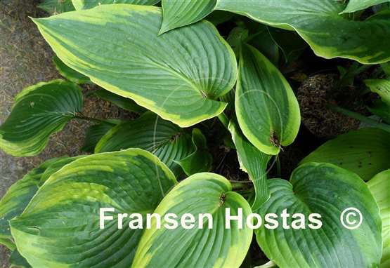 Hosta Blue River