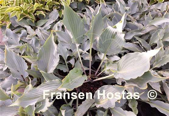 Hosta Blue Ruffles