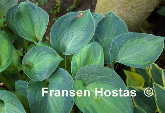 Hosta Blue Shadows
