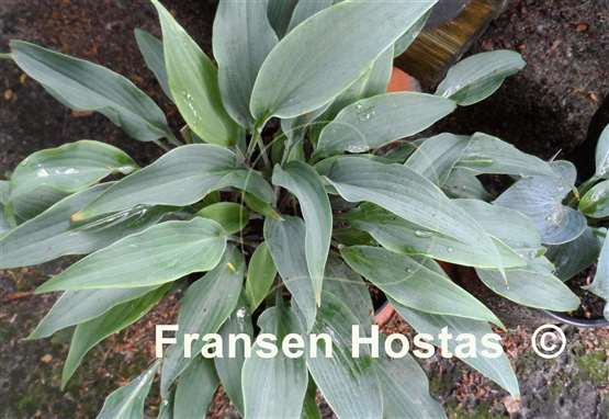 Hosta Blue Skin