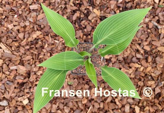 Hosta Blue Skin