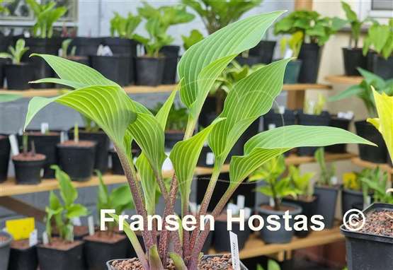 Hosta Blue Skin