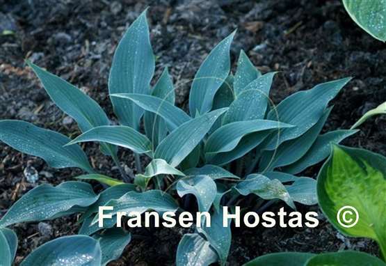 Hosta Blue Skin