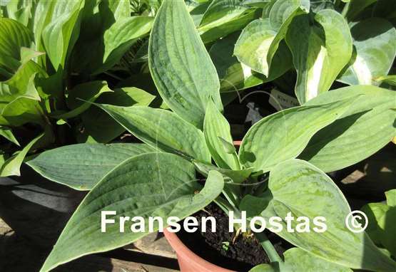 Hosta Blue Tips