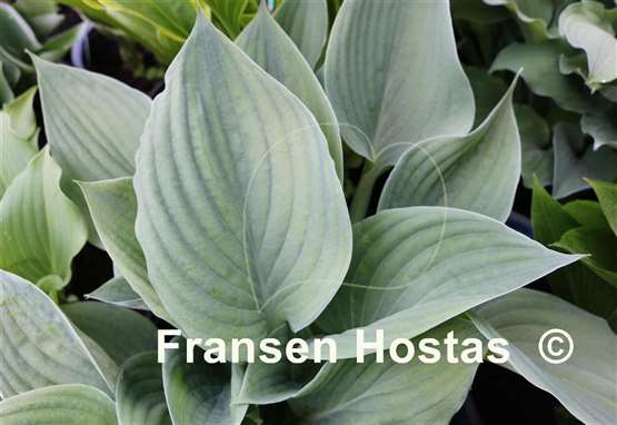 Hosta Blue Tips