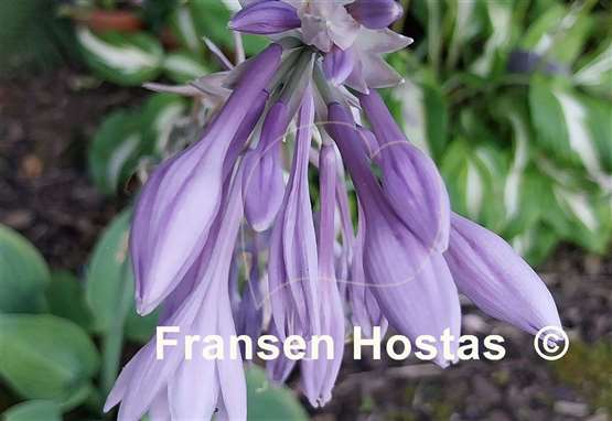 Hosta Blue Tips