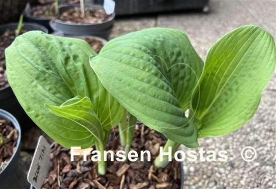 Hosta Blue Tips