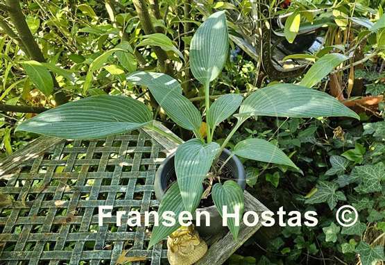 Hosta Blue Tooth
