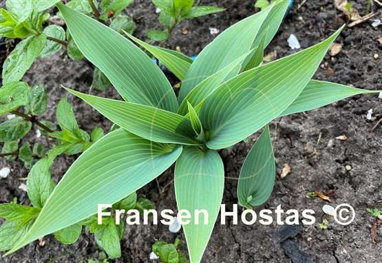 Hosta Blue Tooth