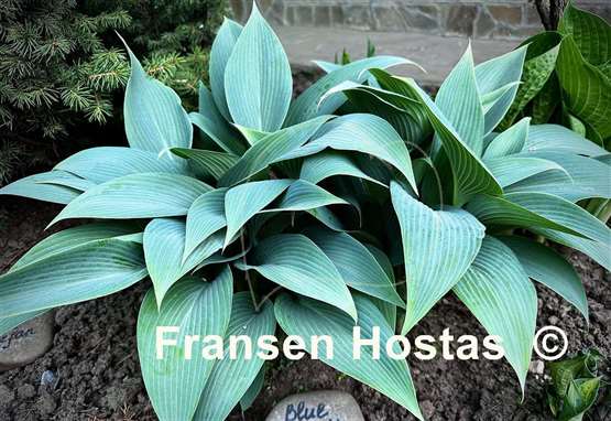 Hosta Blue Tooth
