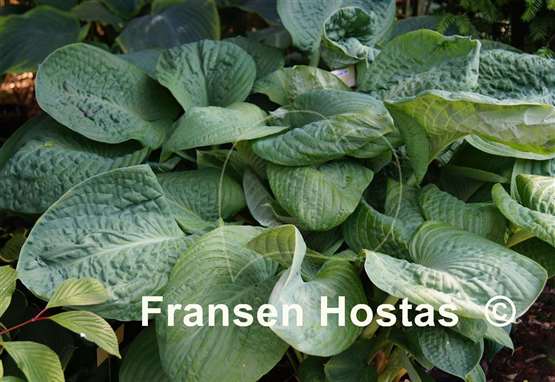 Hosta Blue Umbrellas