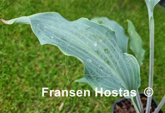 Hosta Blue Waves  