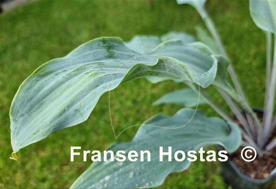 Hosta Blue Waves  