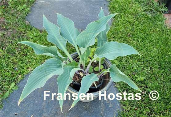 Hosta Blue Waves  