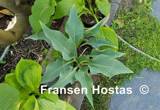 Hosta Blue Waves  
