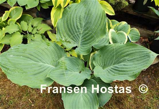 Hosta Blue Wonder