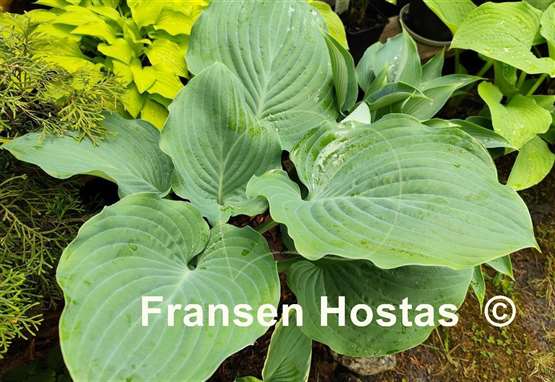 Hosta Blue Wonder