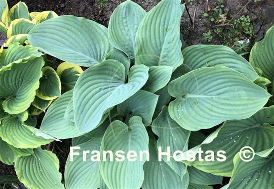 Hosta Blue Wu