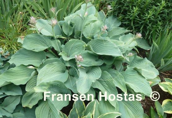 Hosta Blue Angel