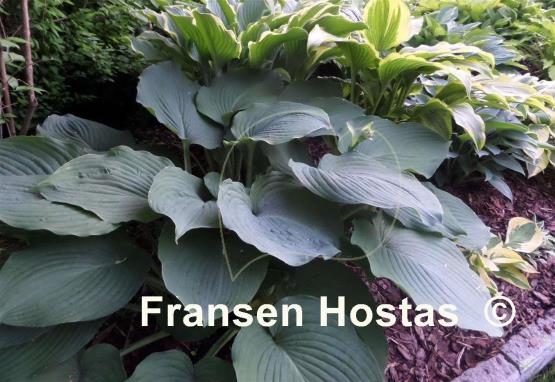Hosta Blue Angel