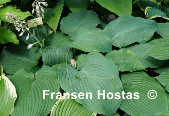 Hosta Blue Angel