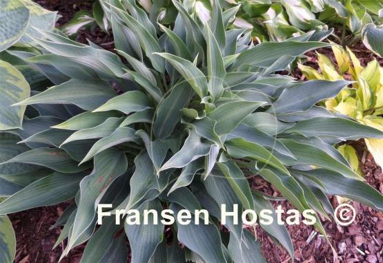 Hosta Blue Arrow