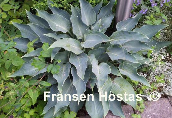 Hosta Blue Arrow