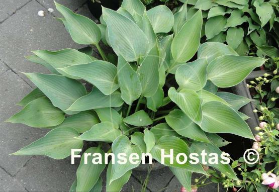 Hosta Blue Arrow