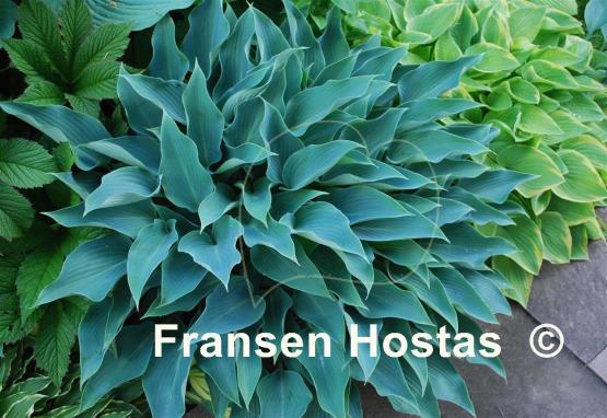 Hosta Blue Arrow
