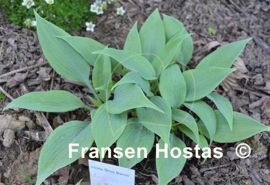 Hosta Blue Baron