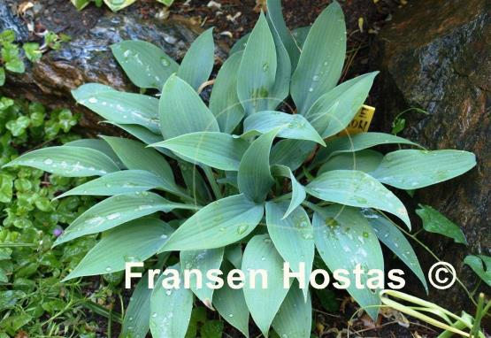 Hosta Blue Baron