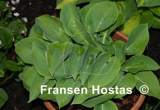 Hosta Blue Belle