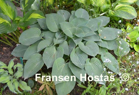 Hosta Blue Belle