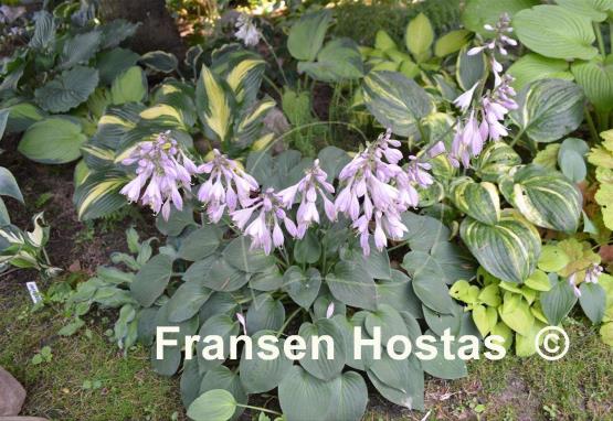 Hosta Blue Belle