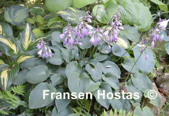 Hosta Blue Belle