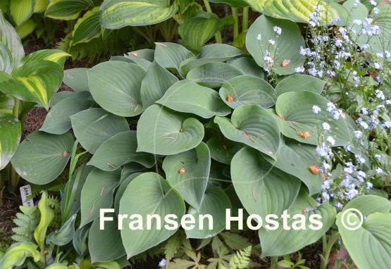 Hosta Blue Belle
