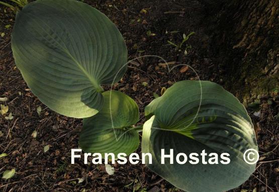 Hosta Blue Betty Lou