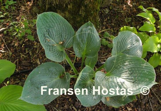 Hosta Blue Betty Lou