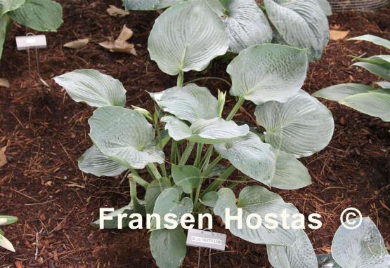 Hosta Blue Betty Lou