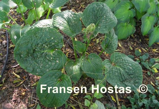Hosta Blue Blazes