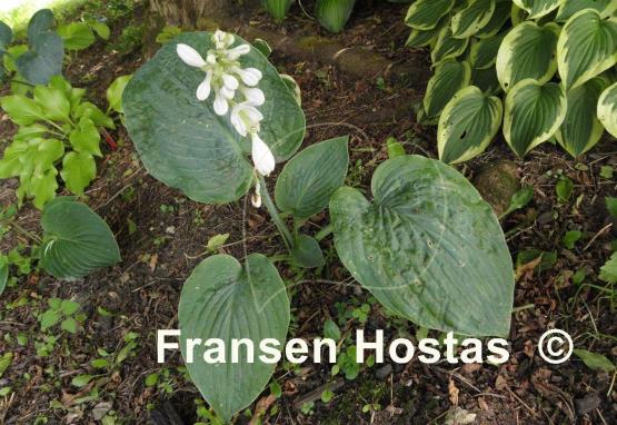 Hosta Blue Blazes